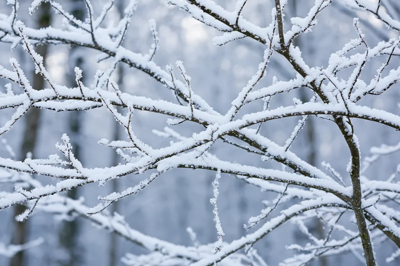 Snow-covered bare tree branches in close-up view in a winter forest