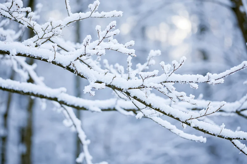 Snow-covered tree branches in close-up view in a winter forest