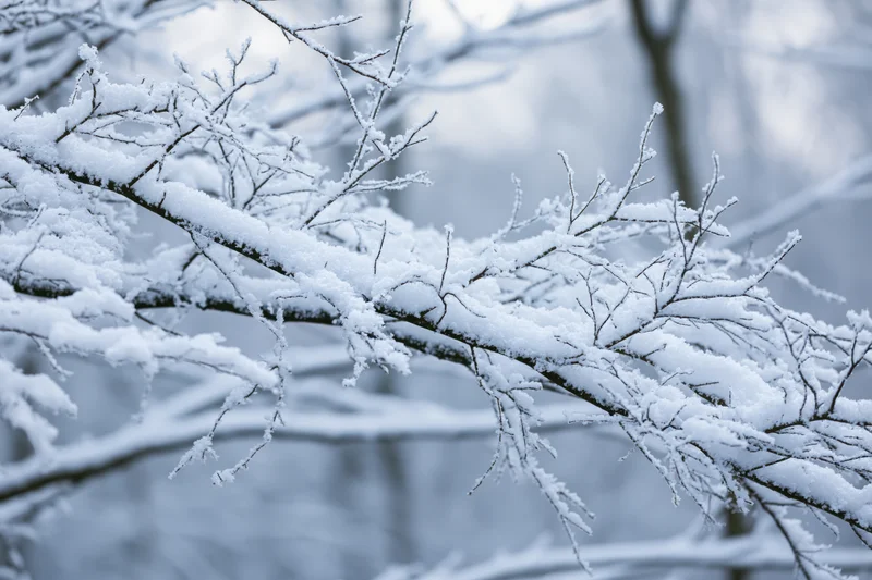 Snow-covered tree branches in close-up view in a winter forest