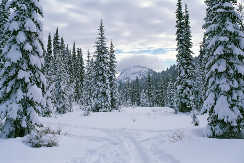Snow-covered spruce trees in a mountain clearing with a winding path through deep snow