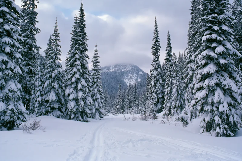 Snow-covered spruce trees lining a ski trail in a mountain clearing