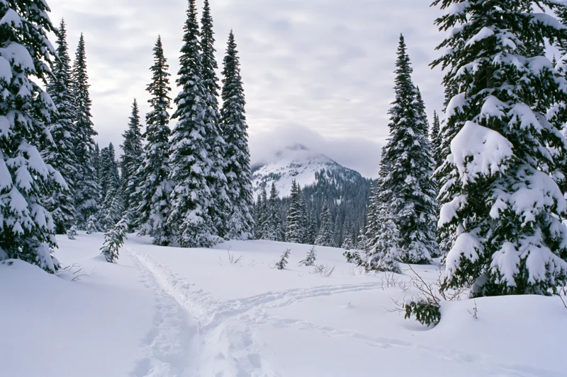 Snow-covered spruce trees in a mountain clearing with footprints in the snow