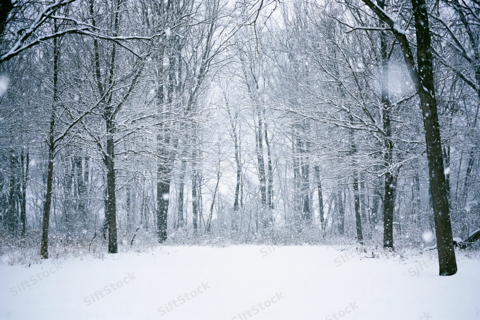 Snow falling in a bare winter forest clearing with snow-covered trees and a white ground