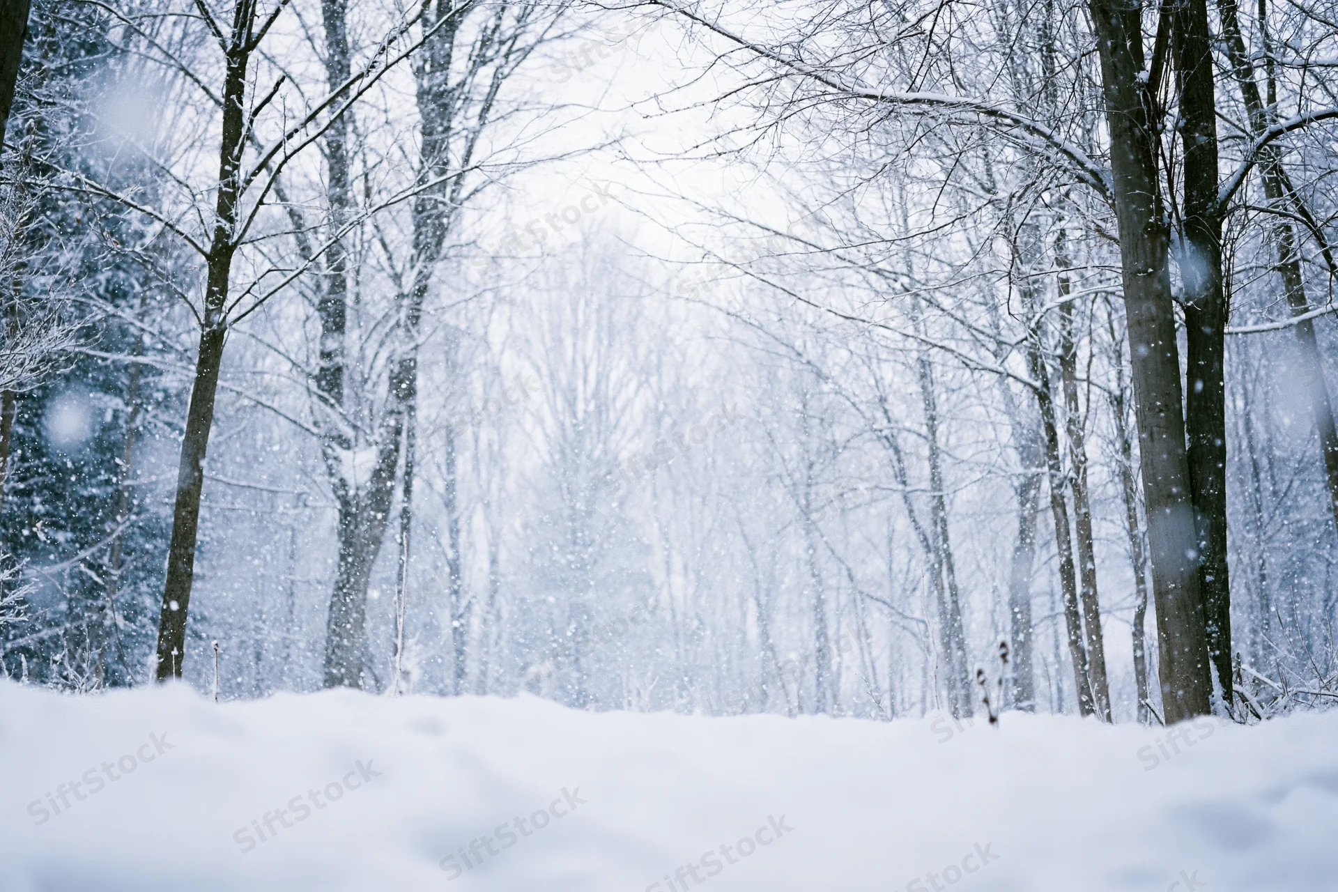 Snow falling in a bare winter forest clearing with snow-covered trees and ground