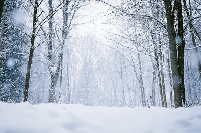 Snow falling in a bare winter forest clearing with snow-covered trees and ground