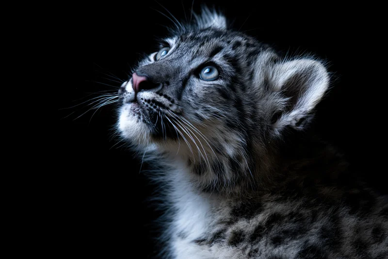 Snow leopard cub gazing upward in profile against black background