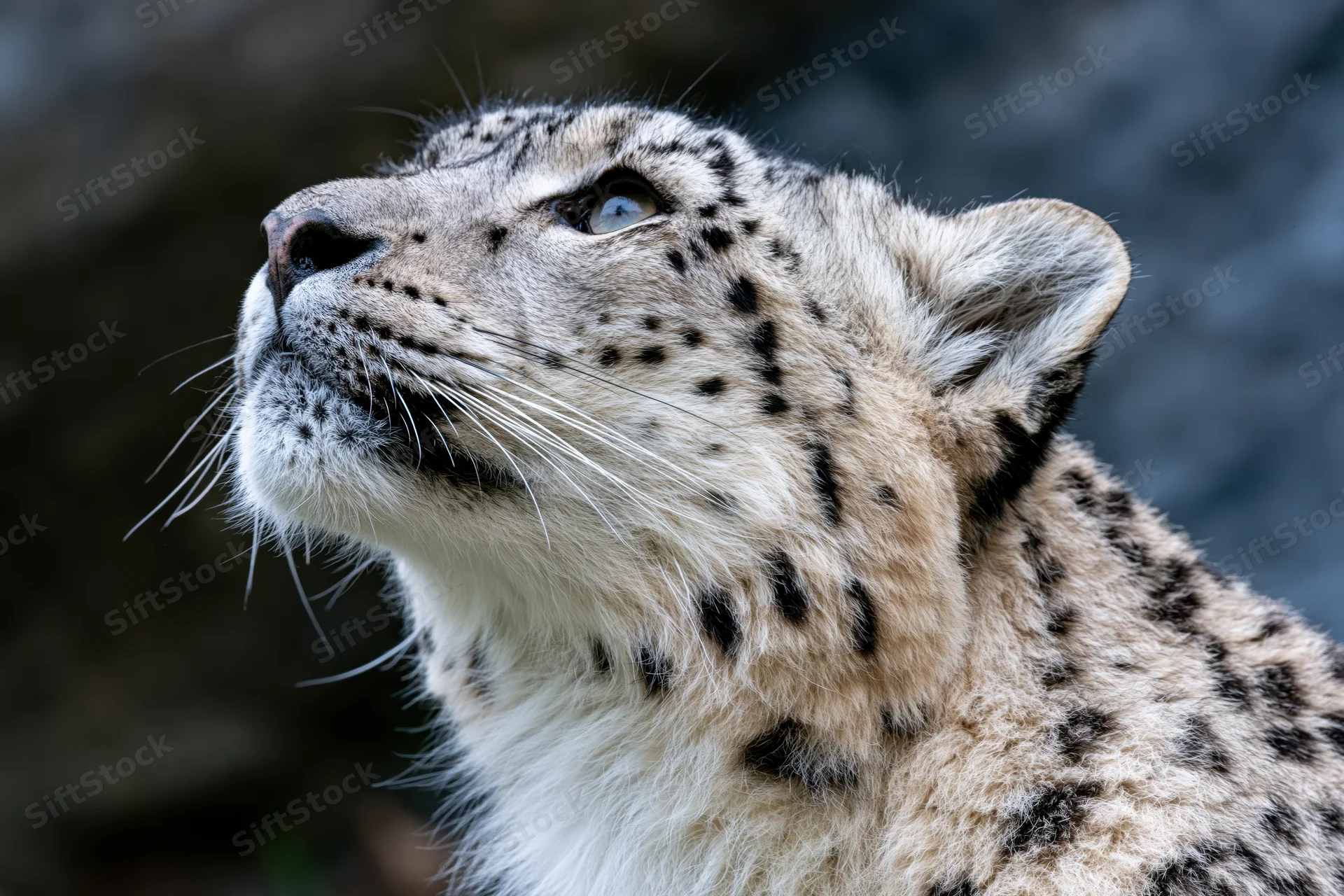 Snow leopard gazing upward with alert eyes, head and shoulders in closeup view