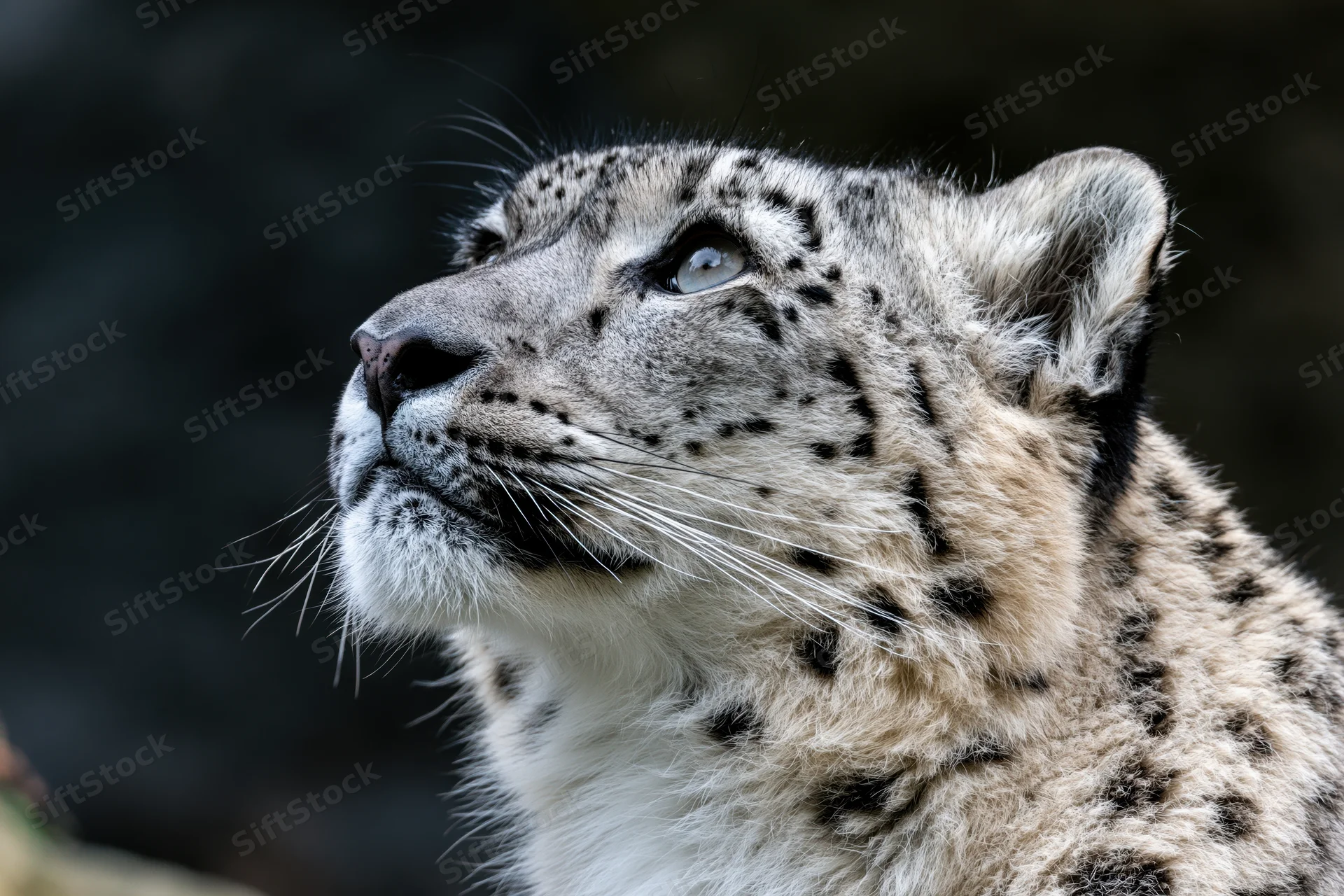 Snow leopard gazing upward alertly in close-up profile view