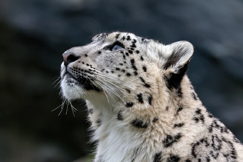 Snow leopard gazing upward in profile, head and shoulders closeup against dark background