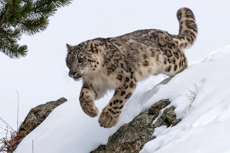 Snow leopard mid-leap across snow-covered rocky terrain in alpine environment