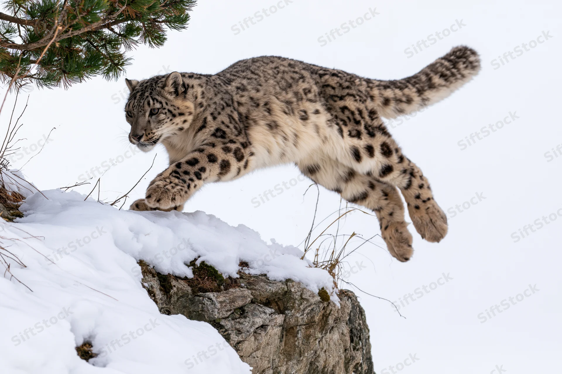 Snow leopard leaping across snow-covered rocks in mountain terrain