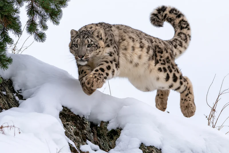Snow leopard mid-leap over snow-covered rocky terrain in alpine wilderness