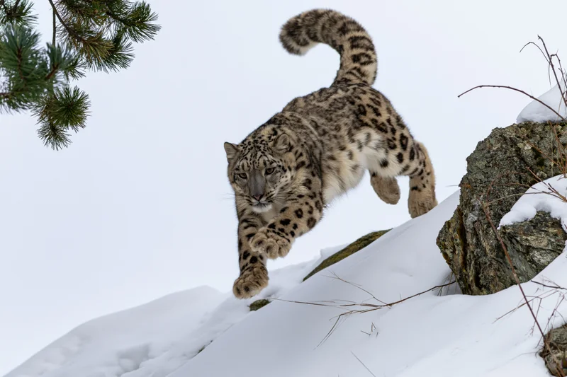 Snow leopard mid-leap across snowy rocky terrain