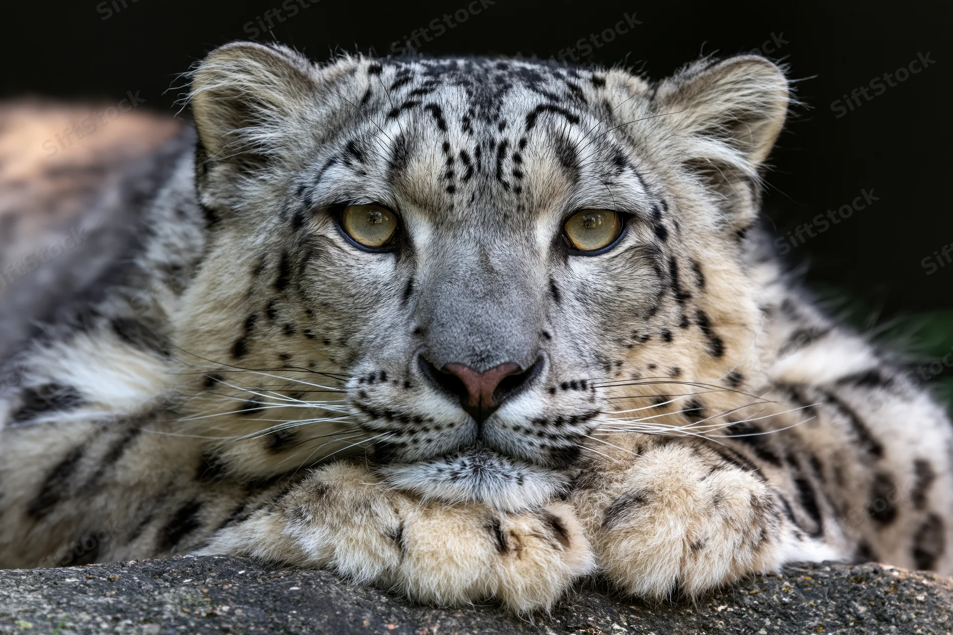 Snow leopard resting its chin on a rock surface, gazing directly at camera