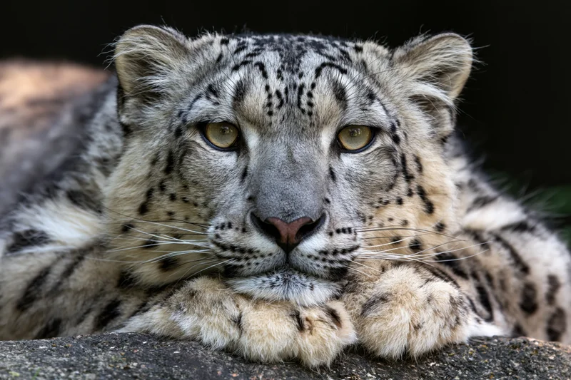 Snow leopard resting its chin on a rock surface, gazing directly at camera