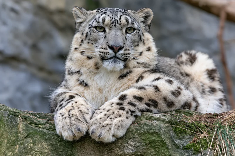 Snow leopard resting on mossy rock ledge looking directly at camera