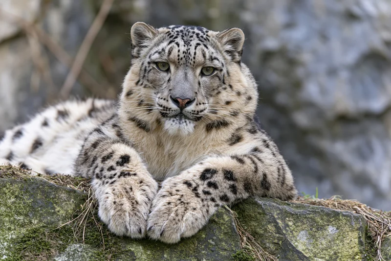 Snow leopard resting on mossy rock ledge looking directly at camera