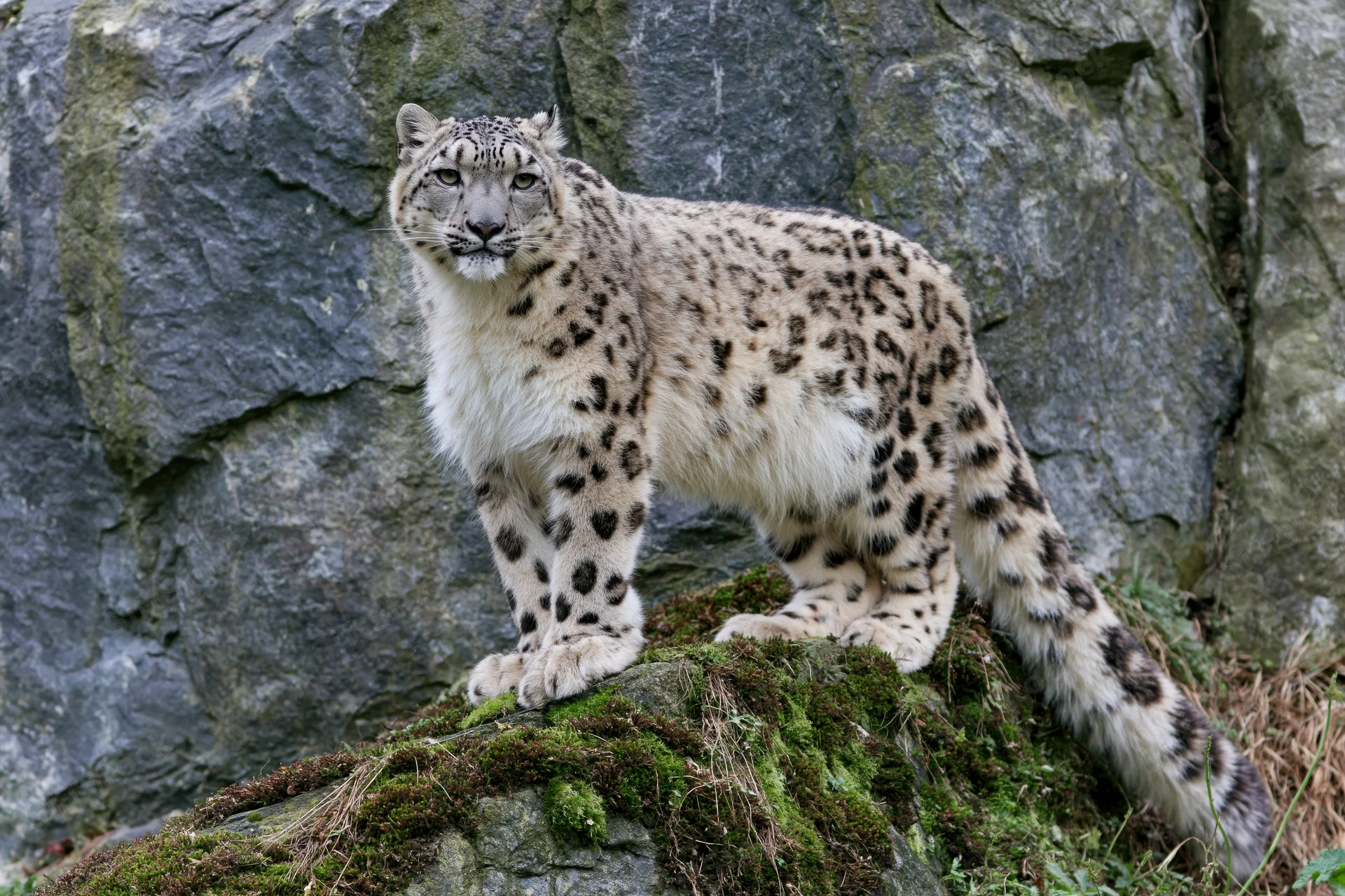 Snow leopard standing alert on a moss-covered rock ledge in a rocky enclosure