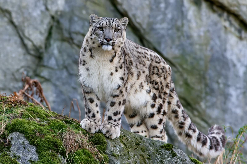 Snow leopard standing alert on a moss-covered rock ledge in a mountainous terrain
