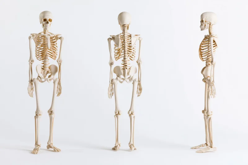 Three anatomical human skeleton models displayed in front of white background in studio setting