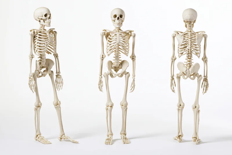 Three anatomical human skeleton models standing in alignment on a white background