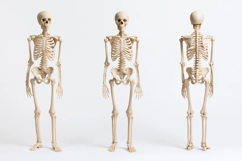 Three anatomical human skeleton models standing in a row on a white background