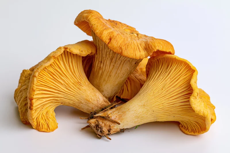Cluster of fresh chanterelle mushrooms with orange caps and gills on white background
