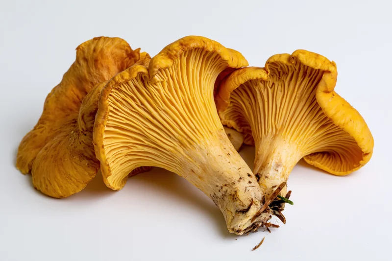Three fresh chanterelle mushrooms clustered together on white background