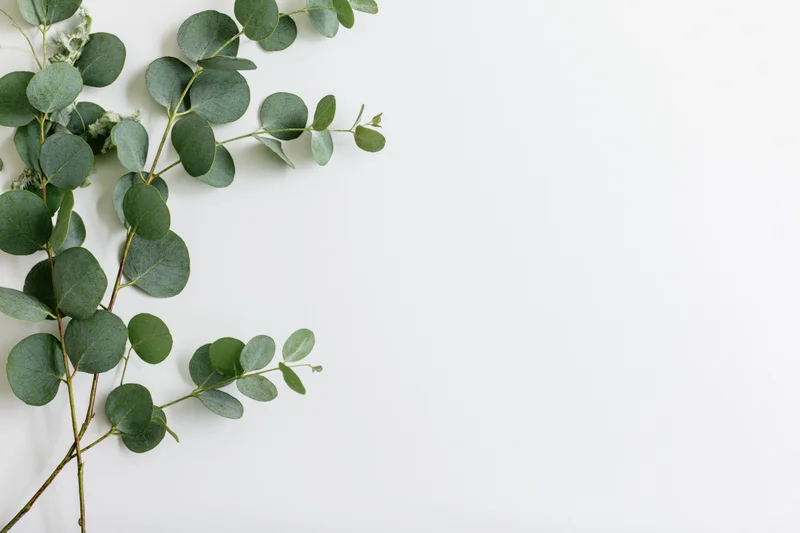 Eucalyptus branches with round silver dollar leaves arranged on white surface