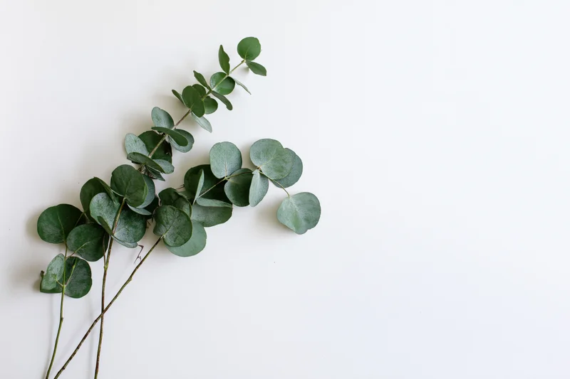 Eucalyptus branches with round silver dollar leaves arranged on white background
