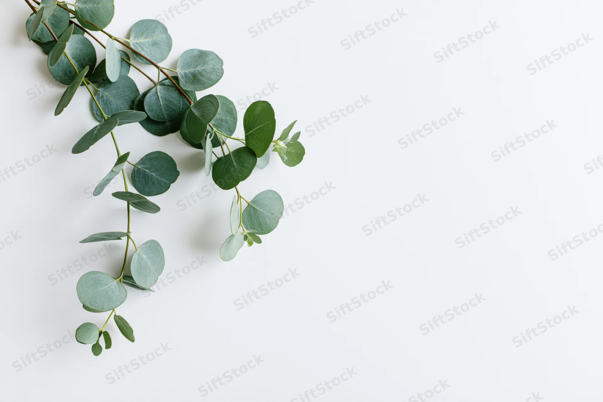 Eucalyptus branches with round silver dollar leaves arranged diagonally on white surface with copyspace