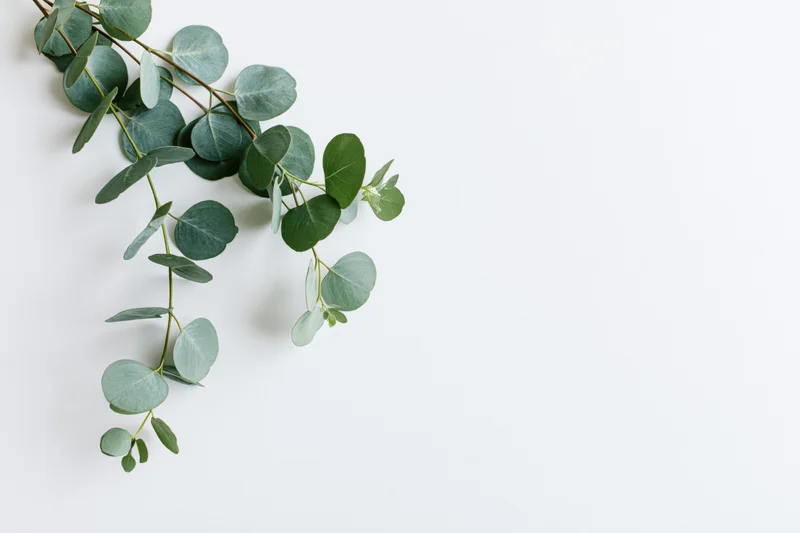 Eucalyptus branches with round silver dollar leaves arranged diagonally on white surface with copyspace
