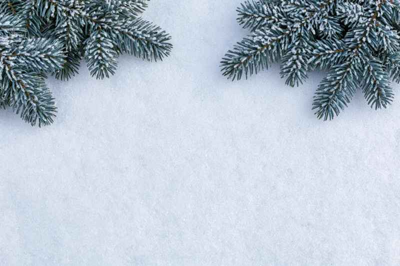 Frost-dusted spruce branches arranged along the top edge of a snowy surface