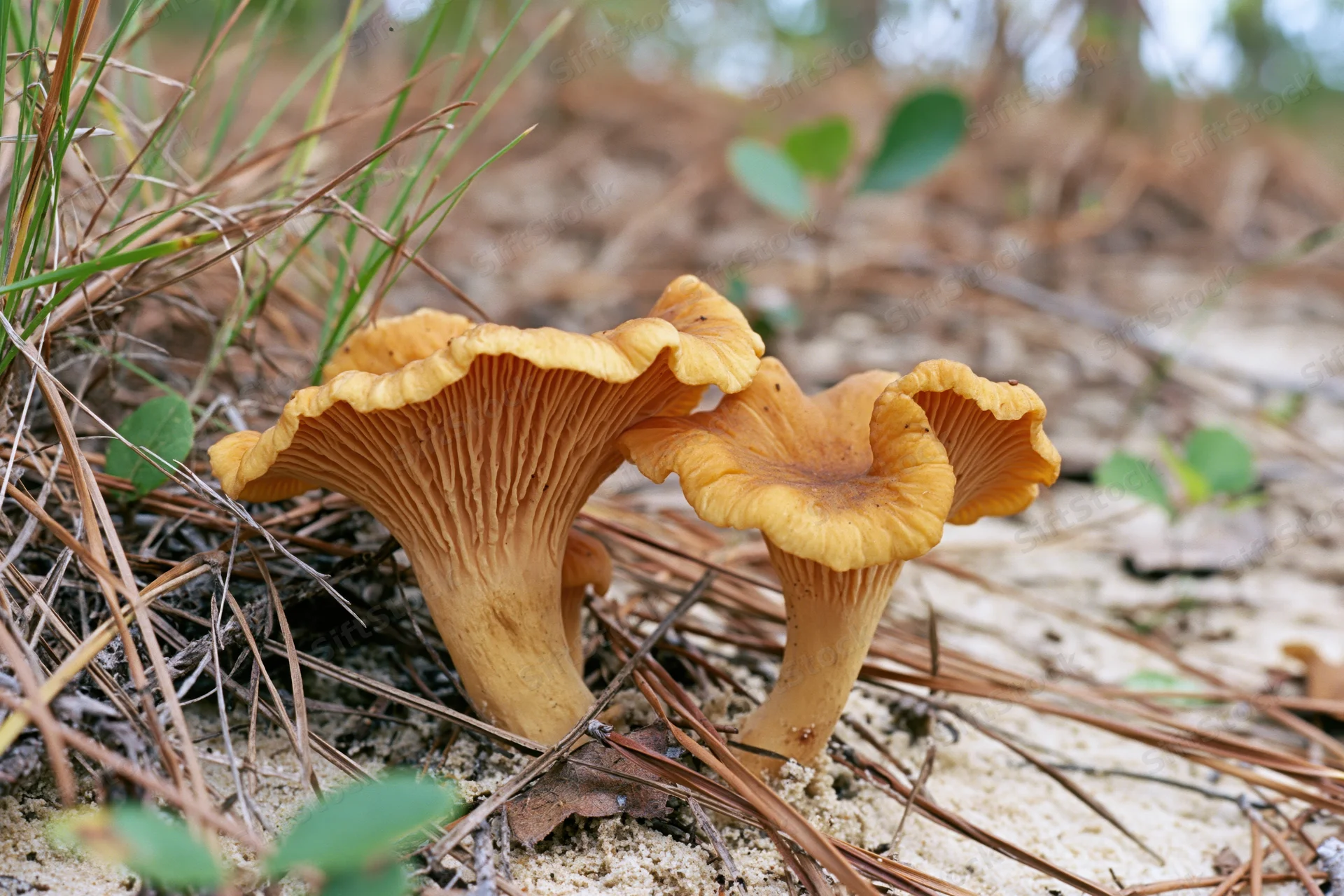 Two golden chanterelle mushrooms growing low on sandy forest ground among pine needles and grass