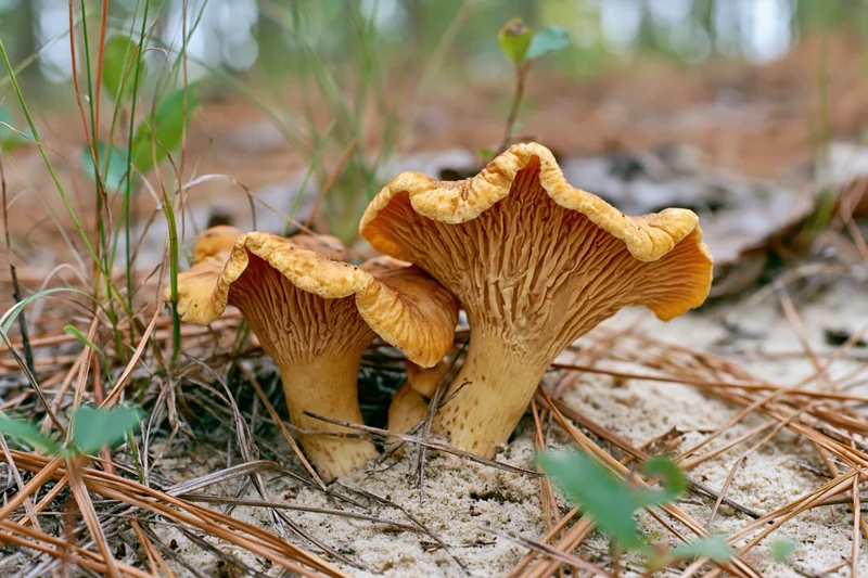 Golden chanterelle mushrooms growing low on sandy forest ground among pine needles and grass