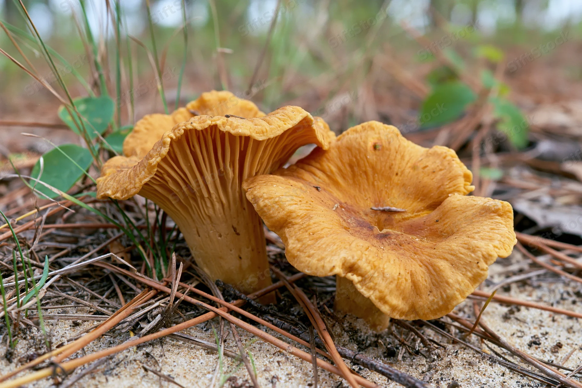 Golden chanterelle mushrooms growing low on sandy forest ground among pine needles and grass