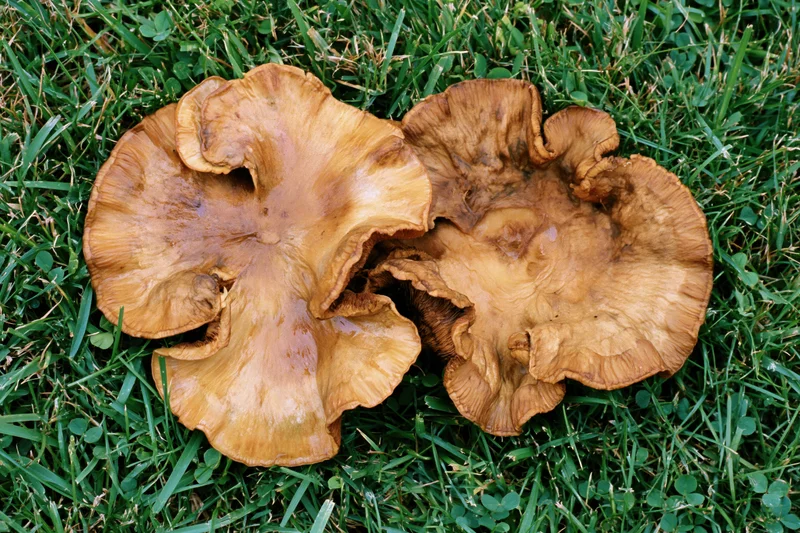 Two large wild mushrooms with wavy caps lying on green grass