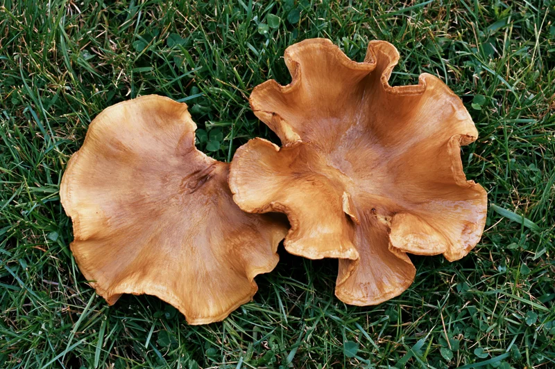 Two large wild mushrooms with wavy caps lying on green grass