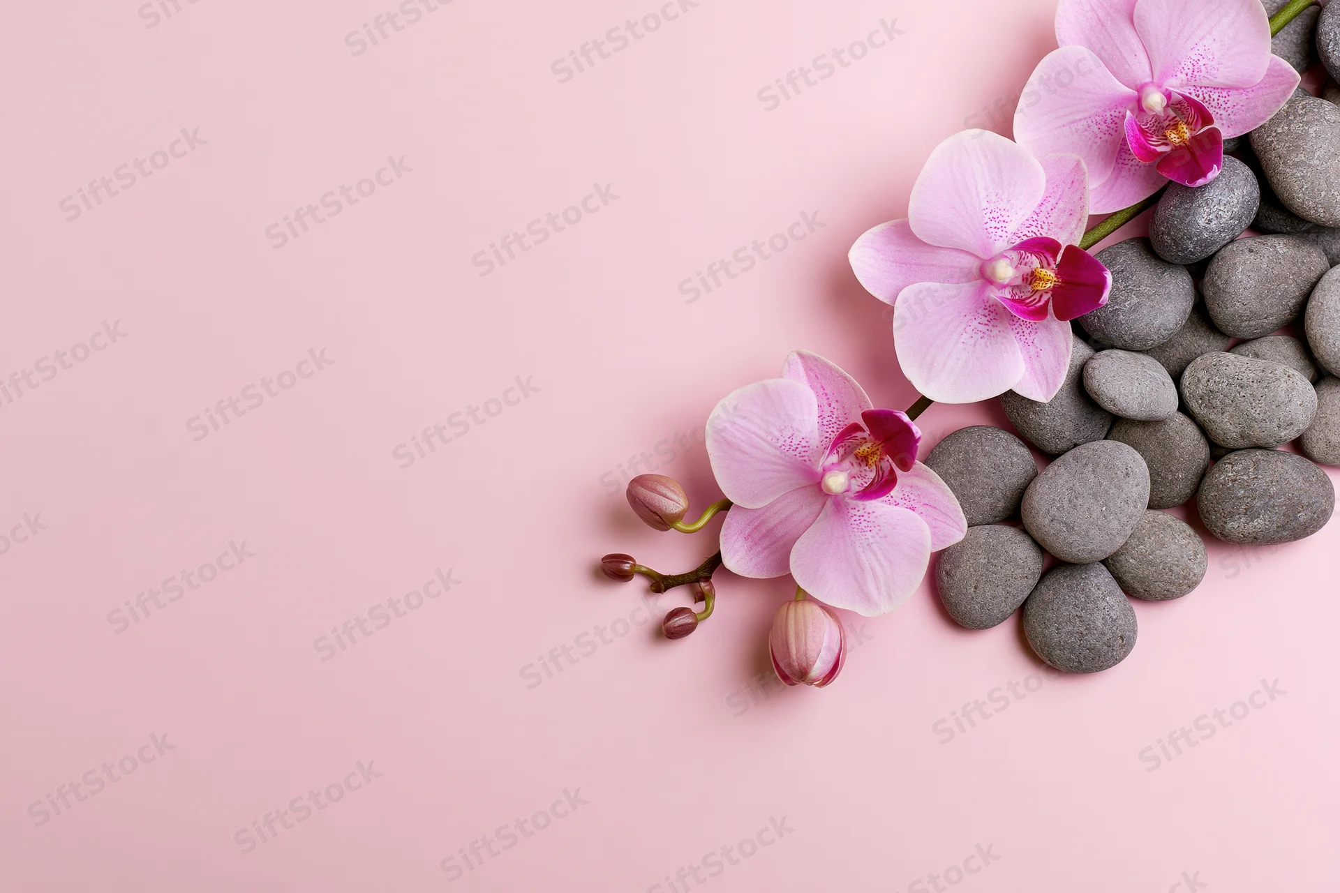 Pink phalaenopsis orchid blooms and gray pebbles arranged on a soft pink background with copyspace