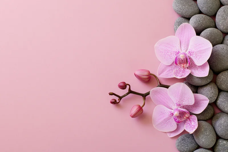 Pink phalaenopsis orchid blooms with buds and smooth gray stones arranged on a soft pink background