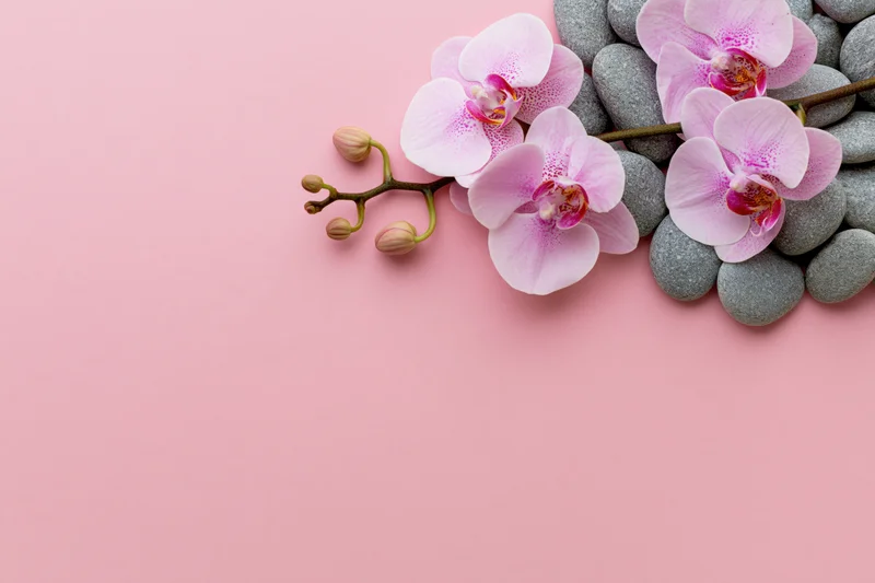 Pink phalaenopsis orchid blooms with buds and gray stones arranged on a soft pink surface