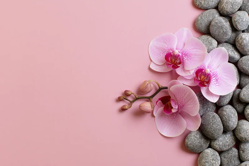 Pink phalaenopsis orchid blooms and buds arranged with smooth gray stones on a soft pink surface