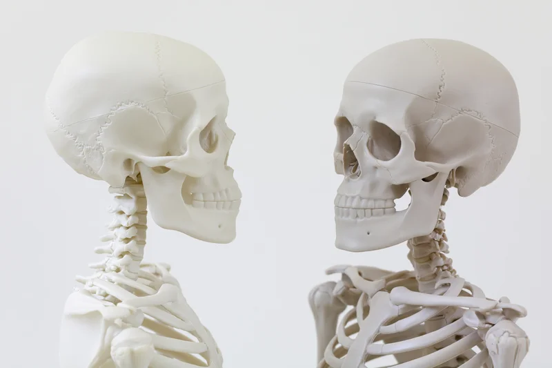 Two plastic human skeleton models facing each other against white background