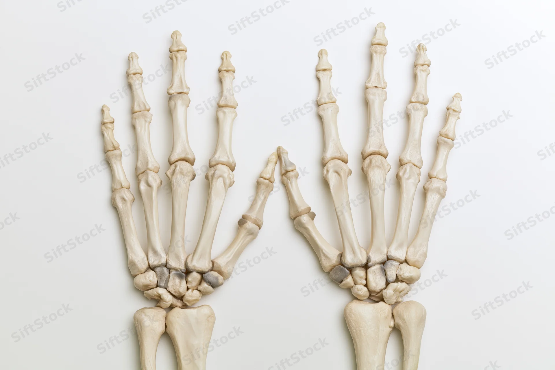 Two human hand skeletons displayed side by side on white background