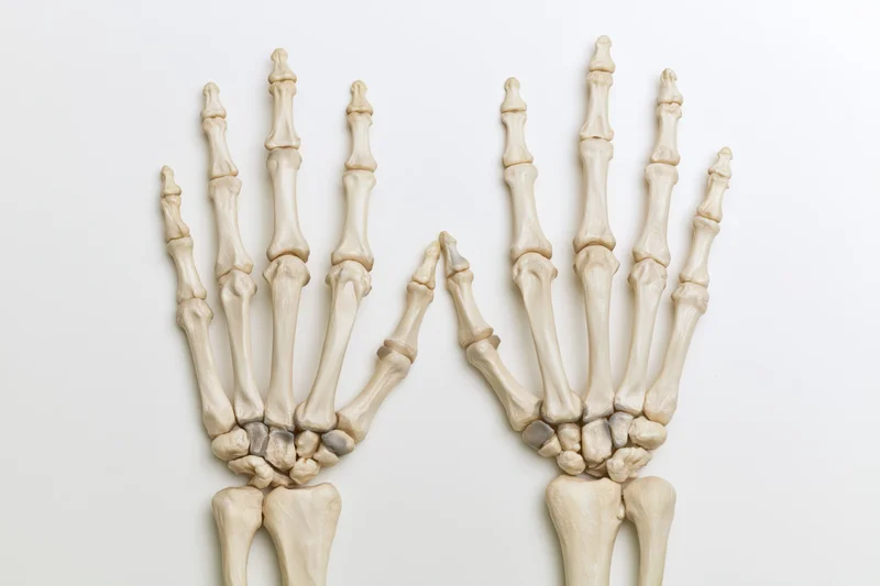 Two human hand skeletons displayed side by side on white background