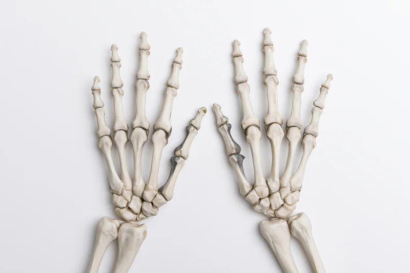 Two human hand skeletons displayed side by side on white background