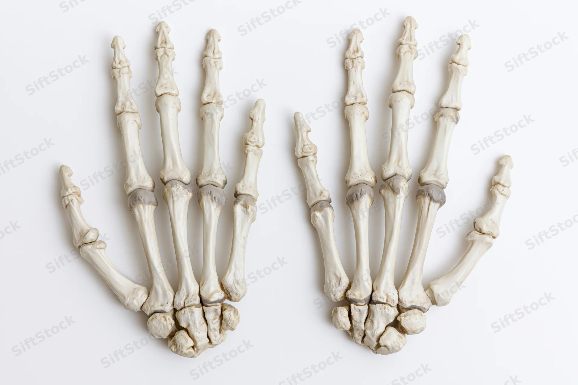 Two human hand skeletons displayed side by side on white background