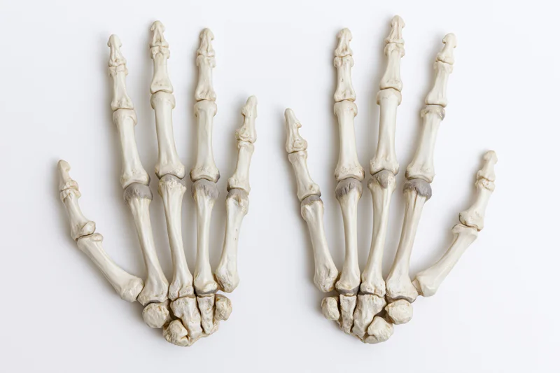 Two human hand skeletons displayed side by side on white background