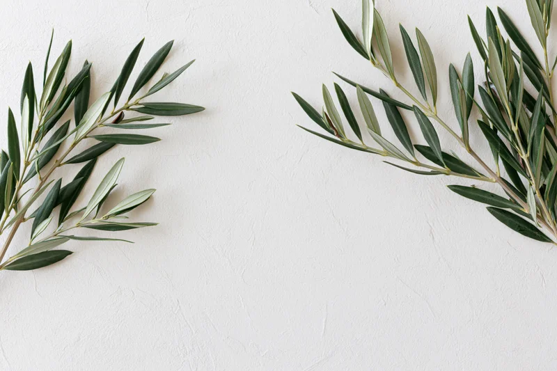 Olive branches with dark green leaves arranged on white textured surface, flat lay view with copyspace