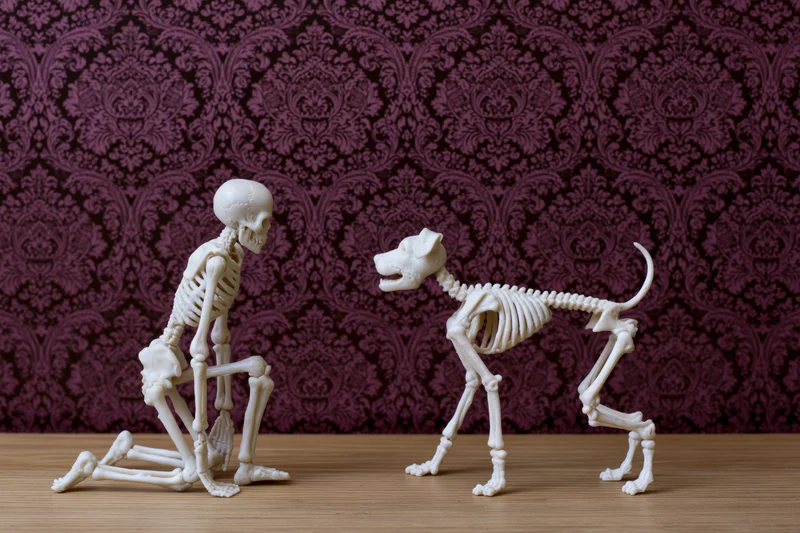 Human and dog skeleton figurines posed in interaction on wooden surface against purple damask wallpaper
